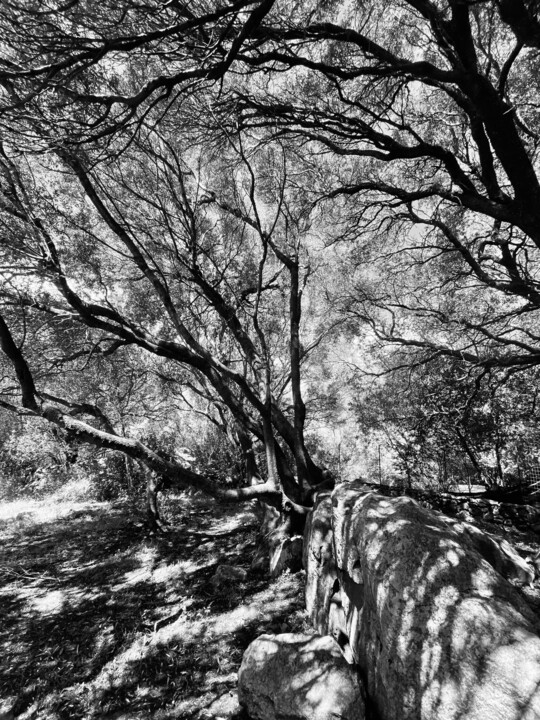 Fotografia zatytułowany „Tree of life 3” autorstwa Hubertine Langemeijer, Oryginalna praca, Fotografia cyfrowa