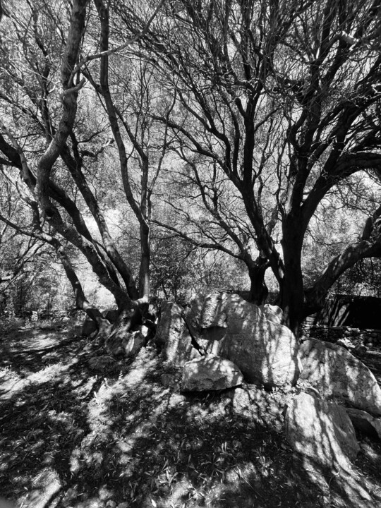 Fotografia zatytułowany „Tree of life 4” autorstwa Hubertine Langemeijer, Oryginalna praca, Fotografia cyfrowa
