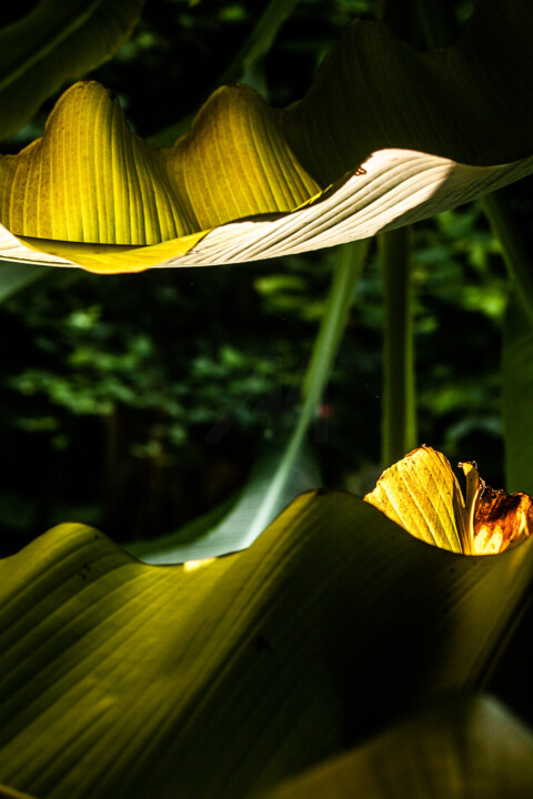 Photographie intitulée "Golden Glow I. Tran…" par Lelia Matic, Œuvre d'art originale, Photographie numérique