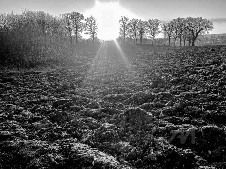 Les Arbres, compagnons de toujours sur lesquels s'appuyer…