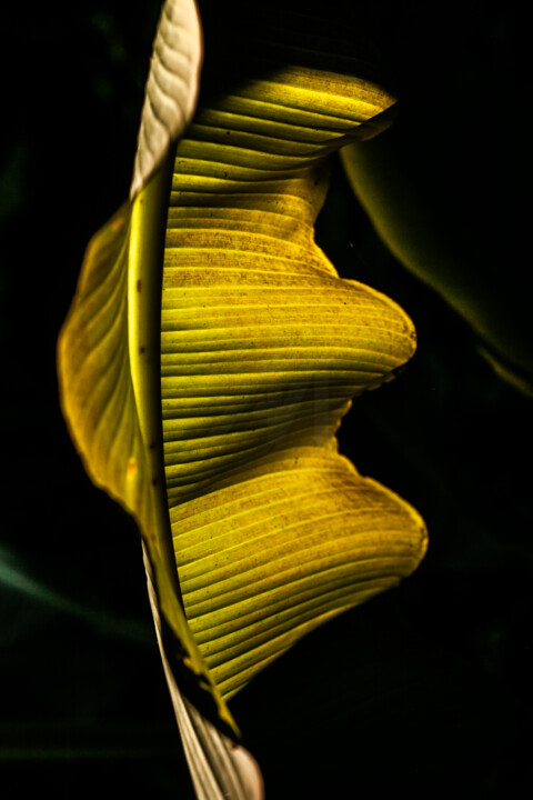 Photographie intitulée "Golden Glow Ii. Wave" par Lelia Matic, Œuvre d'art originale, Photographie numérique