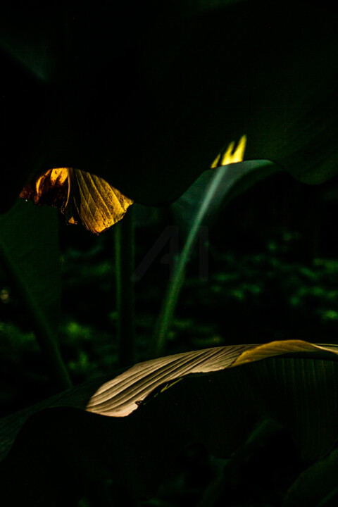 Photographie intitulée "Golden Glow I. Prot…" par Lelia Matic, Œuvre d'art originale, Photographie numérique