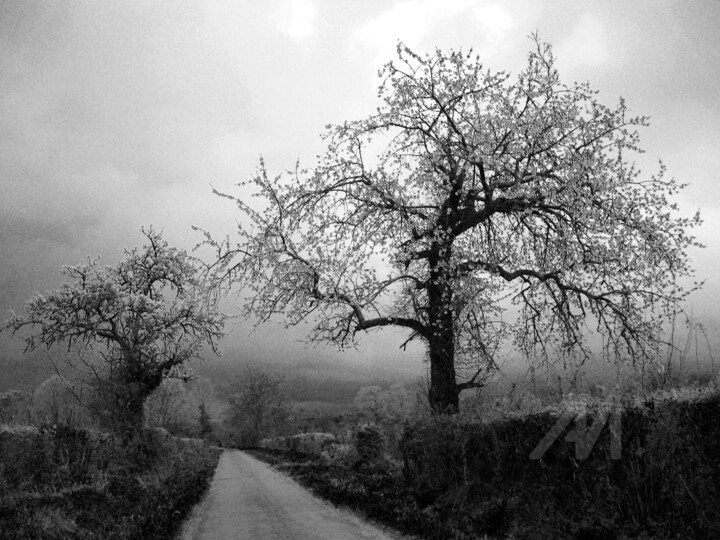 Poirier et cerisier en fleurs …