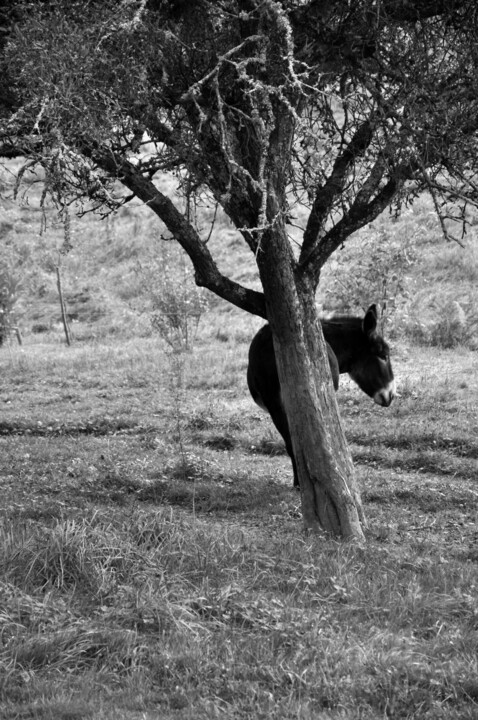 Vénus, ânesse du Berry et son arbre …