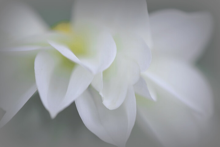 Fotografie getiteld "Flower design_ 17410" door Michael Vdovin, Origineel Kunstwerk, Digitale fotografie