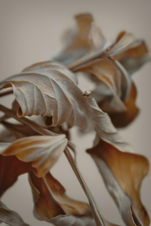 Fotografie getiteld "Flower design_ 44532" door Michael Vdovin, Origineel Kunstwerk, Digitale fotografie