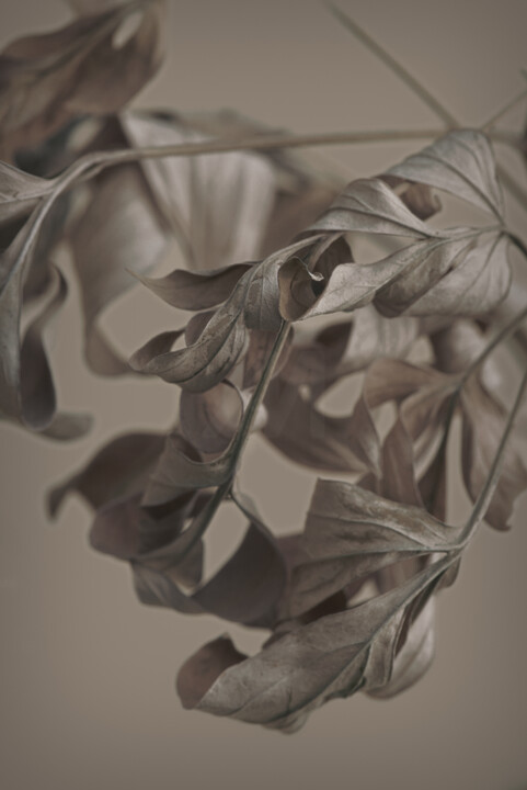 Fotografie getiteld "Flower design_ 44555" door Michael Vdovin, Origineel Kunstwerk, Digitale fotografie