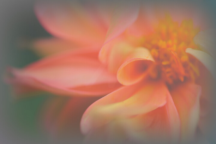 Fotografie getiteld "Flower design_ 17432" door Michael Vdovin, Origineel Kunstwerk, Digitale fotografie