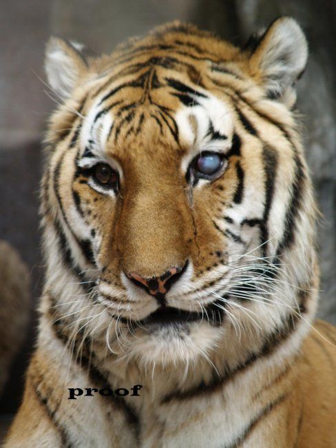 Photography titled "Tiger" by Amanda Snodgrass, Original Artwork