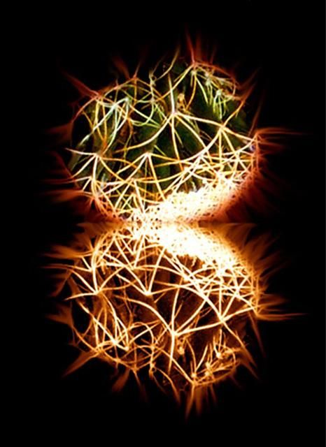 "Ferocacto" başlıklı Dijital Sanat Irma Dugelby tarafından, Orijinal sanat