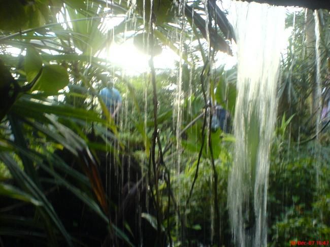 Photography titled "Tropic" by Olli, Original Artwork