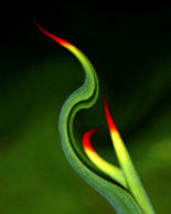 Photography titled "CALENDAR-UUP3" by Upendra Upadhyay, Original Artwork