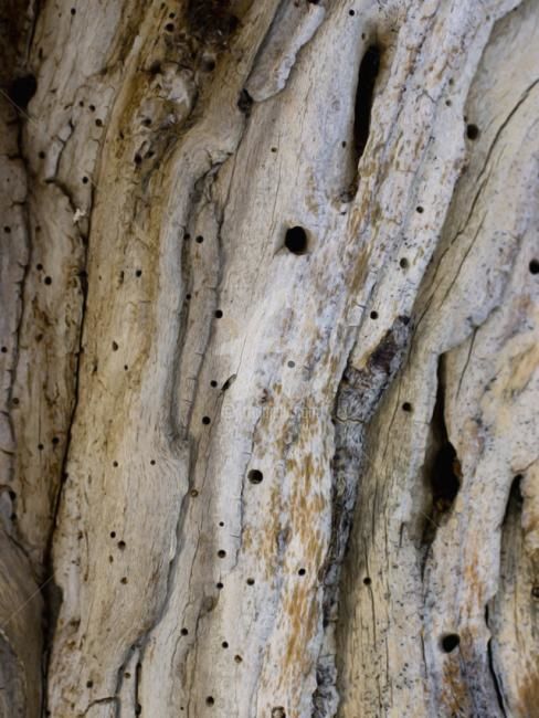 Photographie intitulée "Arbre-mémoire no 5" par Chantal Gagné, Œuvre d'art originale