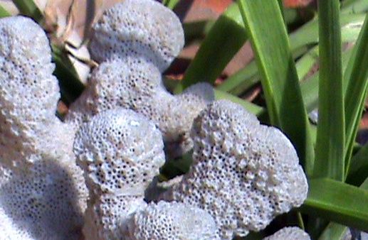 Photography titled "White Choral" by Anita Sanyal, Original Artwork