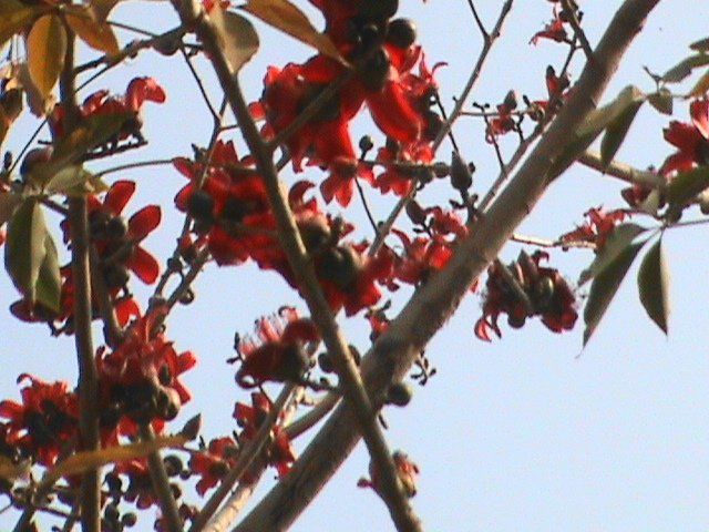Photography titled "Colouring the sky" by Anita Sanyal, Original Artwork