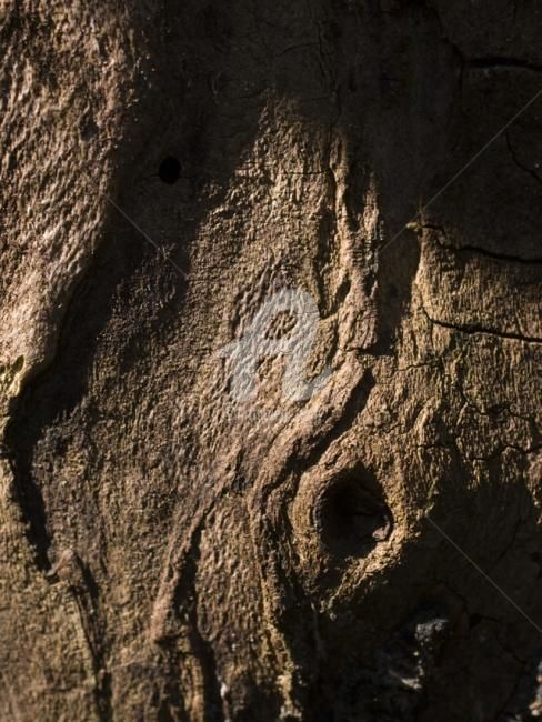 Photographie intitulée "Arbre-mémoire no 3" par Chantal Gagné, Œuvre d'art originale