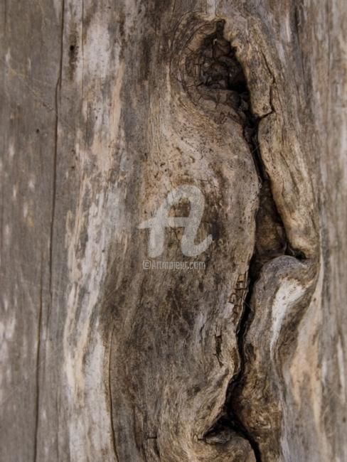 Photographie intitulée "Arbre-mémoire no 11" par Chantal Gagné, Œuvre d'art originale