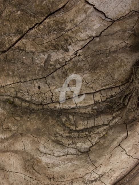 Photographie intitulée "Arbre-mémoire no 12" par Chantal Gagné, Œuvre d'art originale