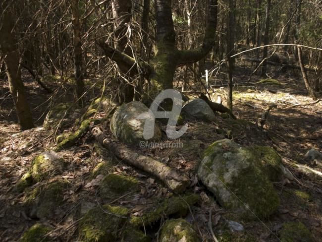 Photographie intitulée "Arbre-mémoire no 13" par Chantal Gagné, Œuvre d'art originale