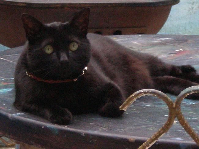 Fotografía titulada "Nick tomando el sol" por Paulette, Obra de arte original