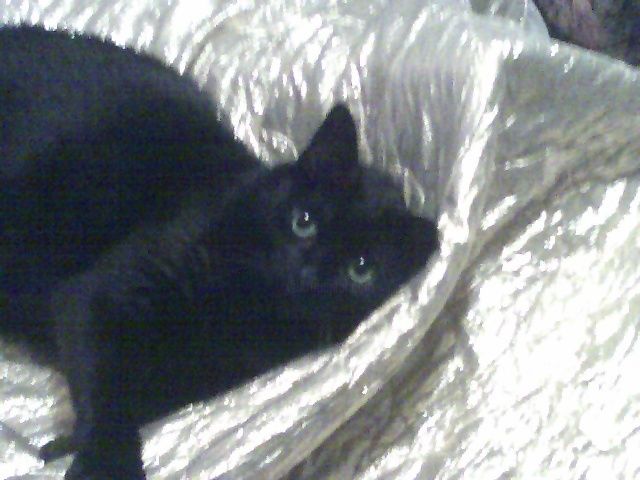 Fotografía titulada "Nick descansando" por Paulette, Obra de arte original