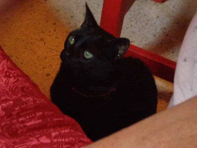 Fotografía titulada "Nick cazando" por Paulette, Obra de arte original