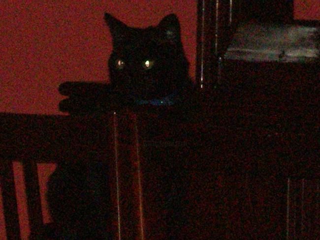 Fotografía titulada "Nick en el bar" por Paulette, Obra de arte original