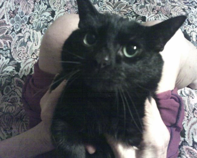 Fotografía titulada "Nick en los brazos…" por Paulette, Obra de arte original