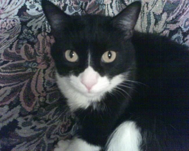 Fotografía titulada "El Angelito Gabriel" por Paulette, Obra de arte original