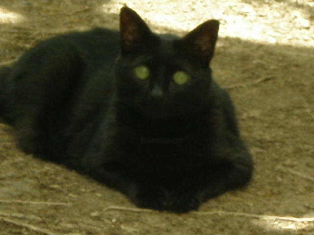 Fotografía titulada "Nick descansando en…" por Paulette, Obra de arte original