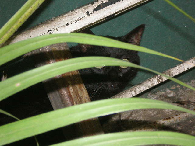 Fotografía titulada "Nick escondiendose" por Paulette, Obra de arte original