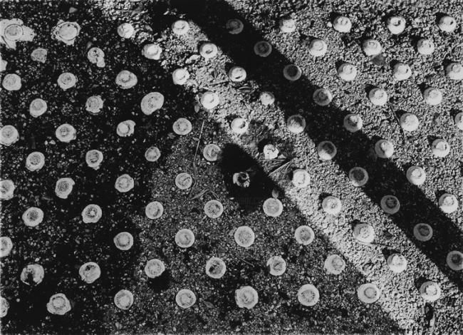 "COINCIDENZE" başlıklı Fotoğraf Maurizio Pigozzo tarafından, Orijinal sanat