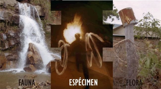 Fotografía titulada "ESPÉCIMEN" por Artista Plastico, Obra de arte original