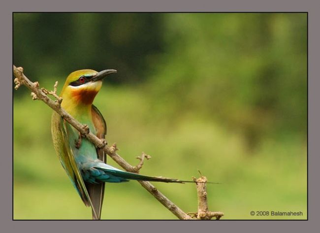 Photography titled "Hanging : Blue tail…" by Balamahesh P, Original Artwork