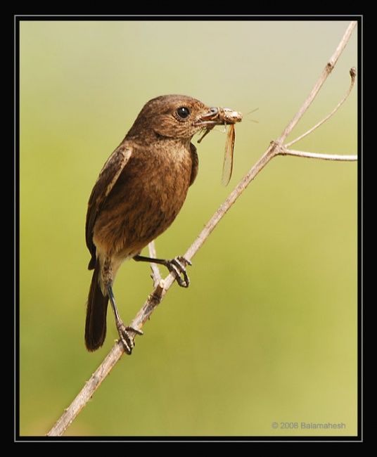 Photography titled "Bush Chat Female" by Balamahesh P, Original Artwork