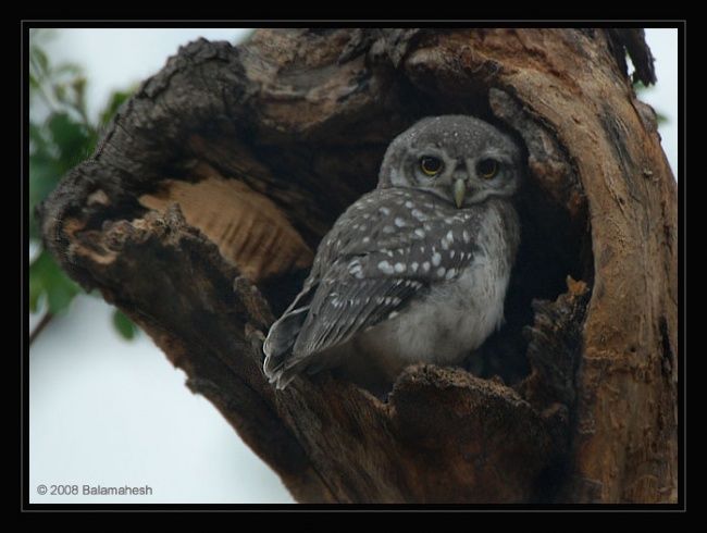 Photography titled "Spotted Owl" by Balamahesh P, Original Artwork