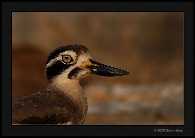 Photography titled "Stone Plover" by Balamahesh P, Original Artwork