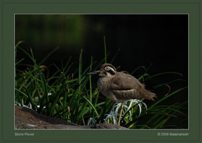 Photography titled "Stone Plover" by Balamahesh P, Original Artwork