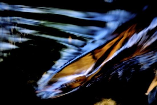 Photographie intitulée "Bois magnétique" par Claude Delmas, Œuvre d'art originale