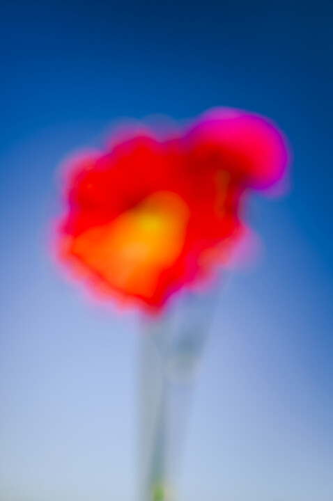 Paisagens revisitadas: a natureza como material sensível