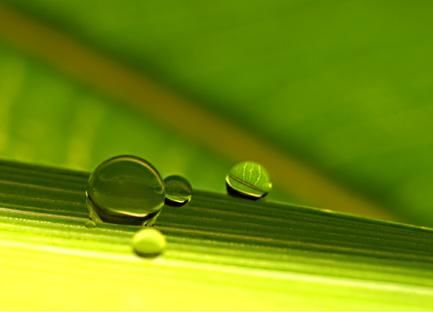 Photography titled "Leaf Horizon" by C Ribet, Original Artwork