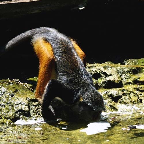 Photography titled "thersty monkey" by Davy Meadows, Original Artwork