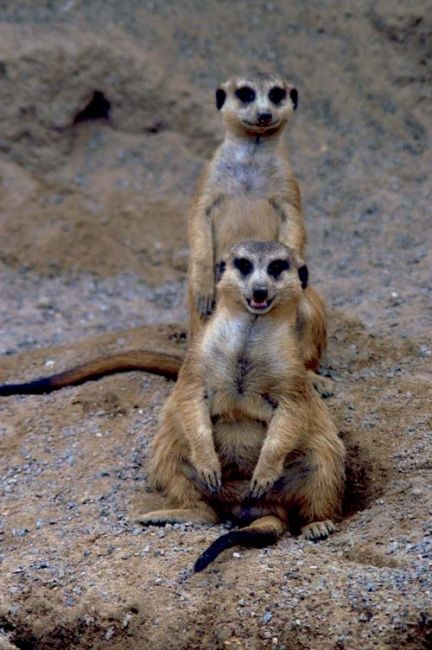 Photography titled "two of a kind" by Davy Meadows, Original Artwork