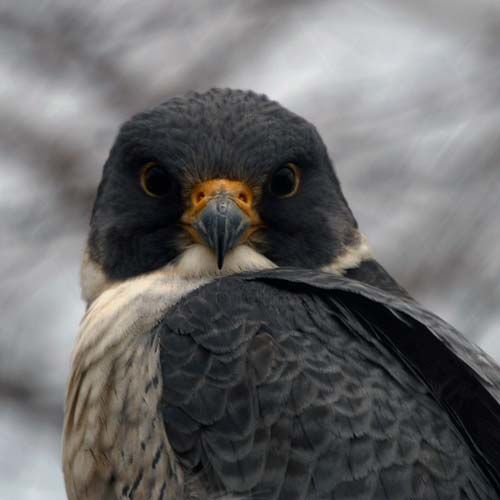 Photography titled "peregine falcon 2" by Davy Meadows, Original Artwork