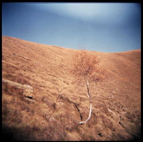 Fotografie getiteld "The tree of Icarus" door Gianluca Faletti, Origineel Kunstwerk