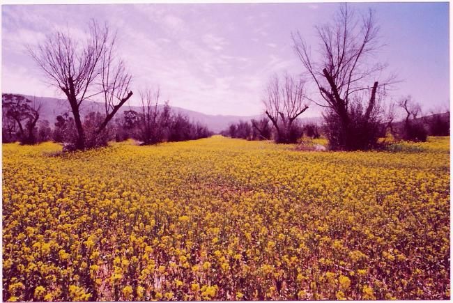 Photography titled "Unguided Path" by The Desolate One, Original Artwork