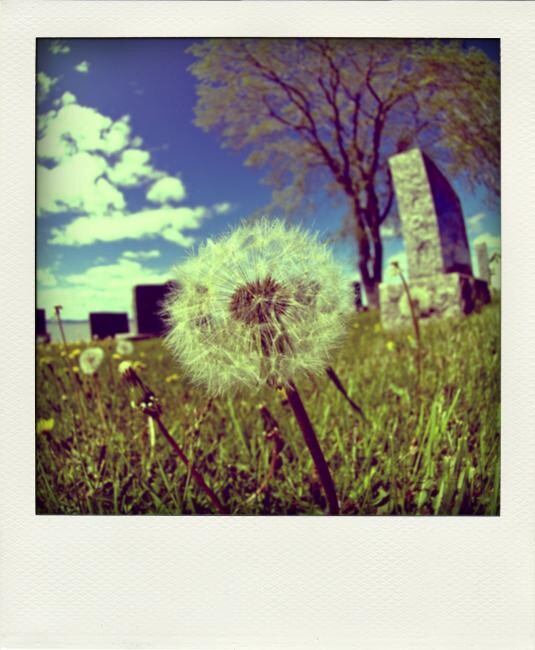 "DSC_1185-pola.jpg" başlıklı Fotoğraf Jean-François Dupuis tarafından, Orijinal sanat