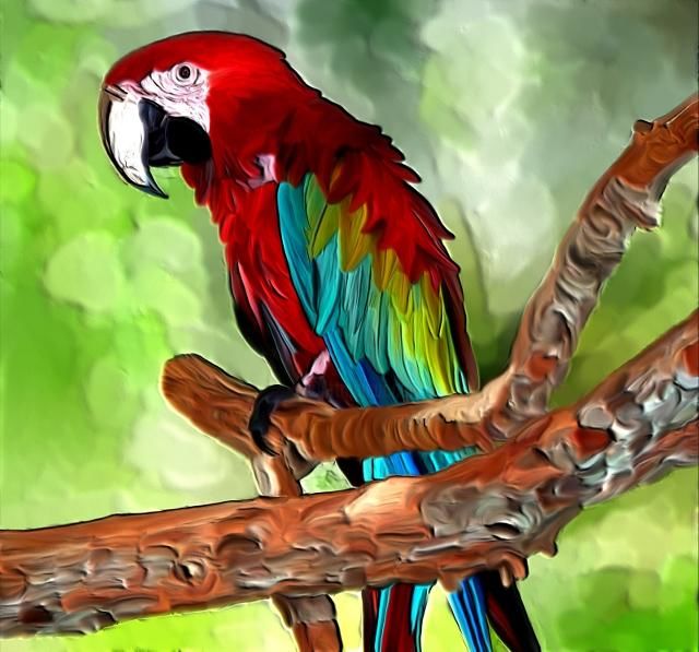 Malerei mit dem Titel "parrot" von Karen Sheltrown, Original-Kunstwerk, Öl