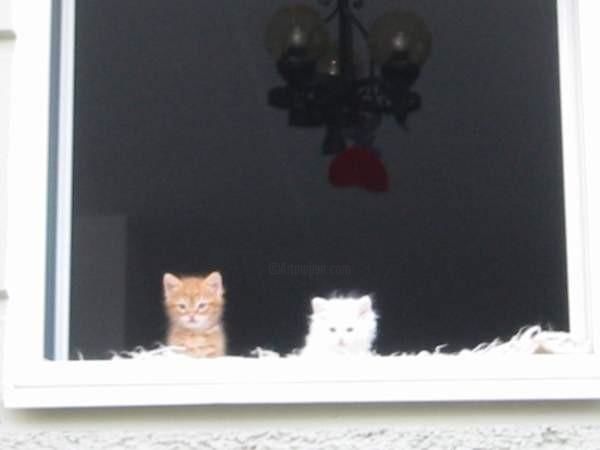 Photography titled "Two kittens in Salz…" by Julia Feng, Original Artwork