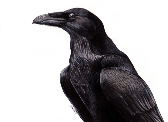 Peinture intitulée "Grand corbeau" par Florence Dellerie, Œuvre d'art originale